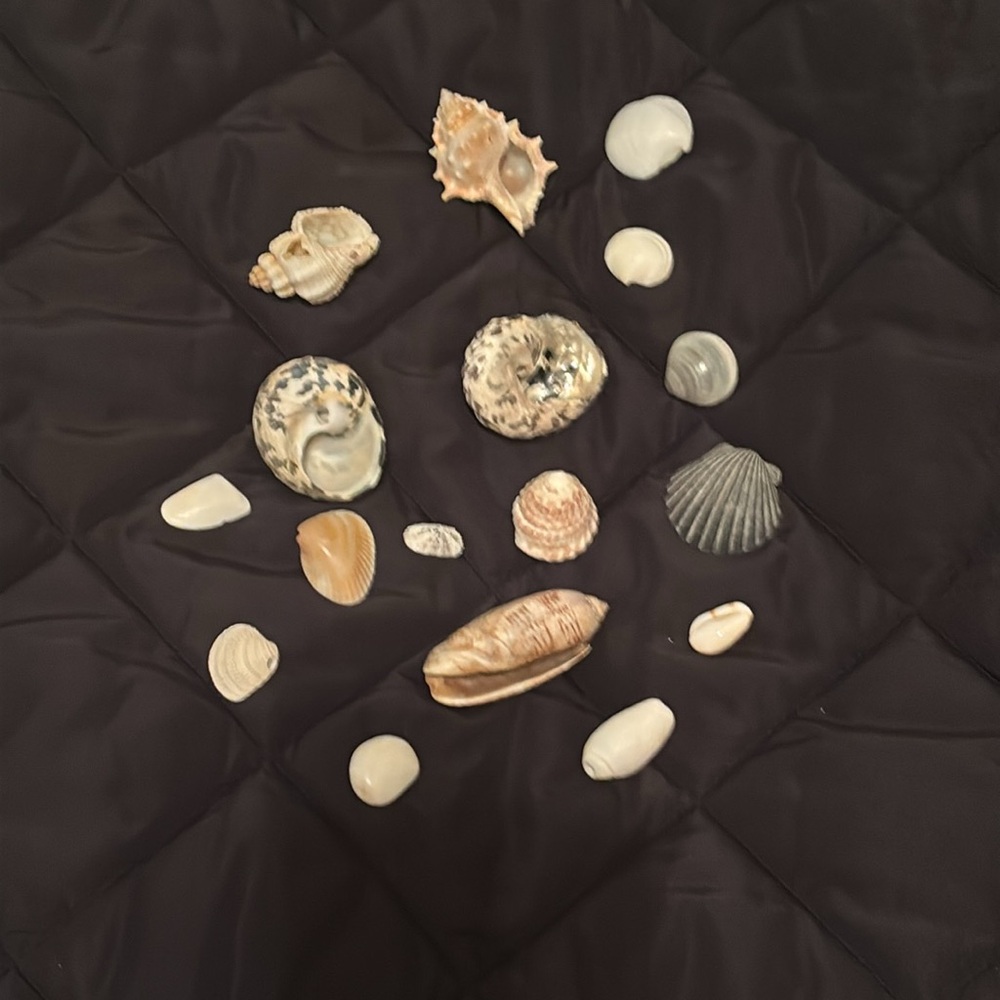 Seashell collection - Picture 2 of 2